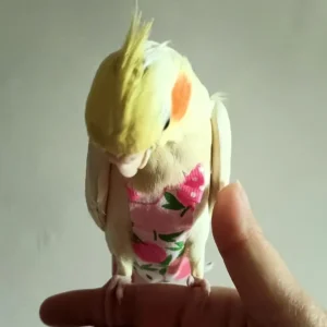Washable Cotton Flight Suit Diaper for Medium to Large Pet Birds Cartoon Fruit Pattern Parrot Parakeet Pigeon Diaper Clothes